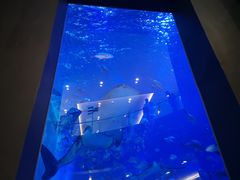 -成都浩海立方海洋公园