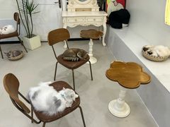 -共舞时光猫咖·狗咖(新街口店)