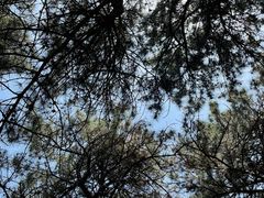 -北京西山国家森林公园