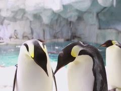 -帝企鹅自助餐厅•儿童岛•真企鹅(长隆企鹅酒店)