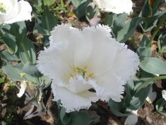 -上海鲜花港