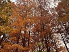 -四海公园(南山区)
