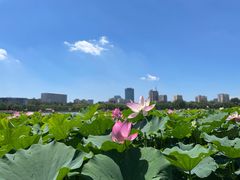 -莲花池公园