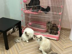 -酷豆宠物咖啡·宠物美食·撸猫馆