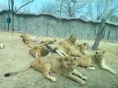 -北京野生动物园