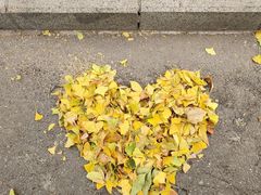 -三里屯东五街银杏大道