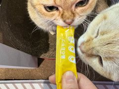 -大型宠物商超·宠海王国·宠物猫狗活体·用品·美容(新世界百货重庆店)