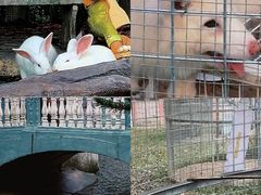 -丹樱生态园