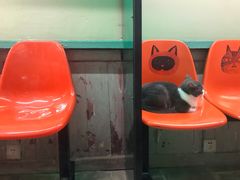 -猫咪博物馆(顶澳仔猫街店)