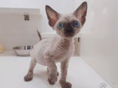 -70cat德文卷毛猫·缅因猫纯种猫舍