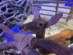 -正佳雨林生态植物园