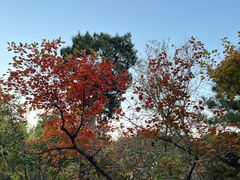 -香山公园