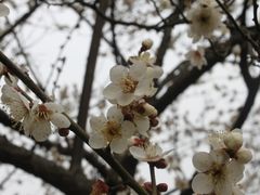 -香雪海