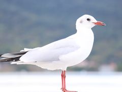 -海埂大坝