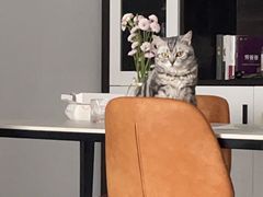 -欧巴来了韩式料理