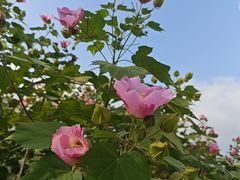 -合肥滨湖国家森林公园