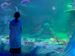 -悉尼海洋生物水族馆