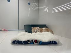 -1013 PET SHOP精品宠物商店(丁香店)