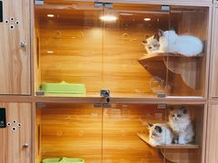 -猫十亿·布偶金渐层·曼基康矮脚猫舍(青年路店)