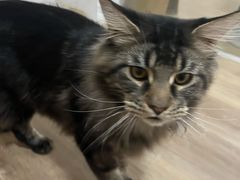 -李小姐の猫咖啡馆(五角场店)