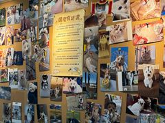 -翊宠yipet猫狗购宠庄园犬舍•猫舍