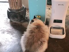 -喵屿·大理花园猫咖