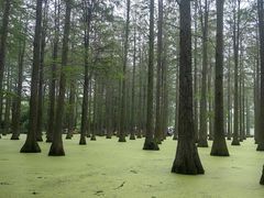-渌洋湖湿地公园