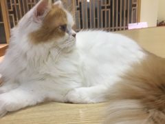 -猫和宫(六道口店)