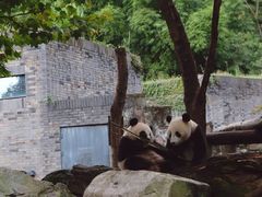 -都江堰中华大熊猫苑