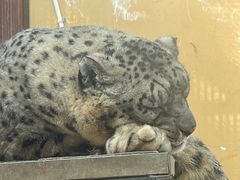 -青藏高原野生动物园