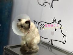 -伟伟宠物医院·CT影像中心·瑞派犬猫综合性门诊(汉口总院)