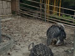 -孔雀湖生态旅游区