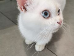 -吉丁鸟咖·异宠·寄养
