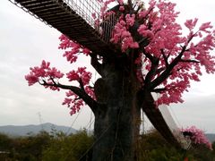 -天适樱花悠乐园