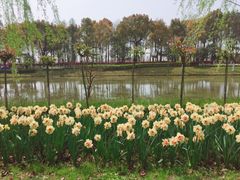 -上海鲜花港