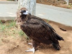 -西霞口神雕山野生动物世界