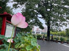 -莲花池公园