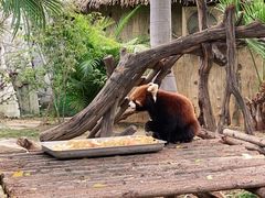 -灵玲国际马戏城