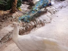 -正佳雨林生态植物园