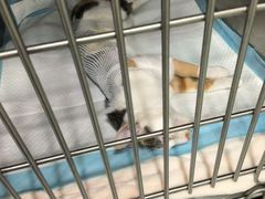 -艾吉宠物医院·疑难杂症转诊中心·猫友好(碧江路院)