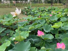 -上海长兴岛郊野公园