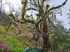 -泰山风景名胜区
