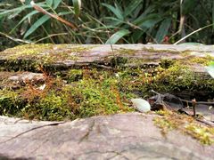 -杭州半山国家森林公园