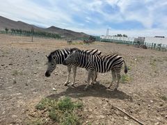 -新疆天山野生动物园