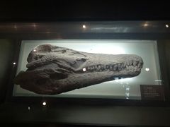 -自贡恐龙博物馆