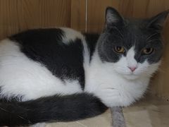 -安格丽娜·狗咖·猫咖羊驼咖(春熙路百盛商场店)