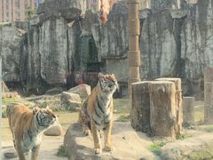 -上海野生动物园老虎餐厅