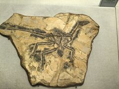 -辽宁古生物博物馆