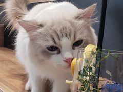 -瞄一喵猫咖(格力海岸店)