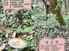 -上海佘山国家森林公园天马山园